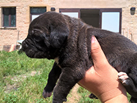 cane corso brindle puppy